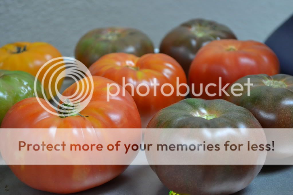 Heirloom Tomatoes from Bountiful Baskets Heirloom Tomatoes from Bountiful Baskets