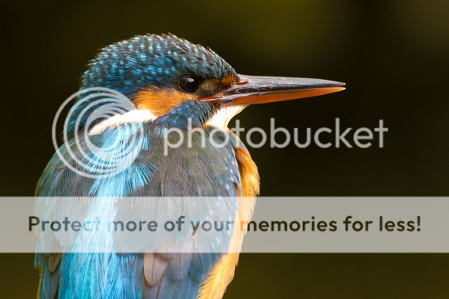 Fotografie