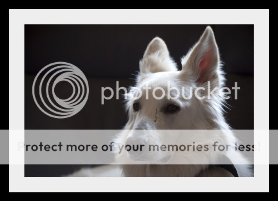 Fotografie