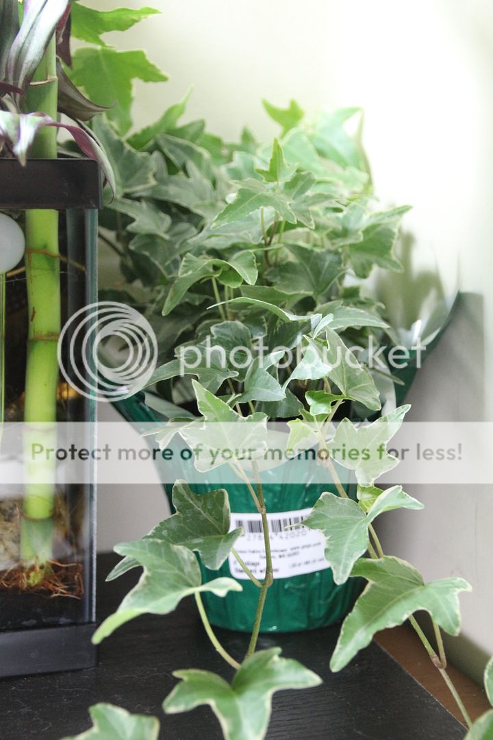 Preview image for a collapsed post.