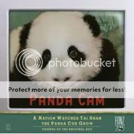Panda cam