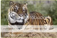 Tigar cam