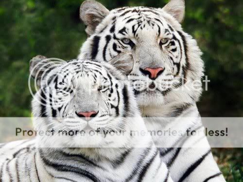 animals wallpapers. Animal Wallpapers wallpapers