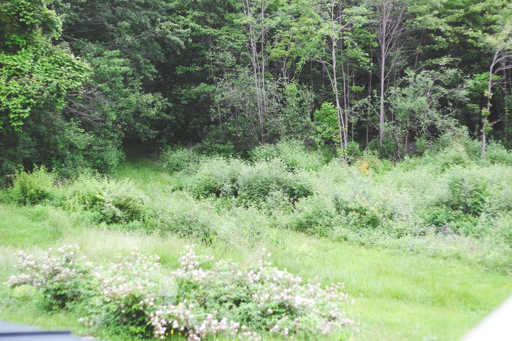 A Celebration in Vermont