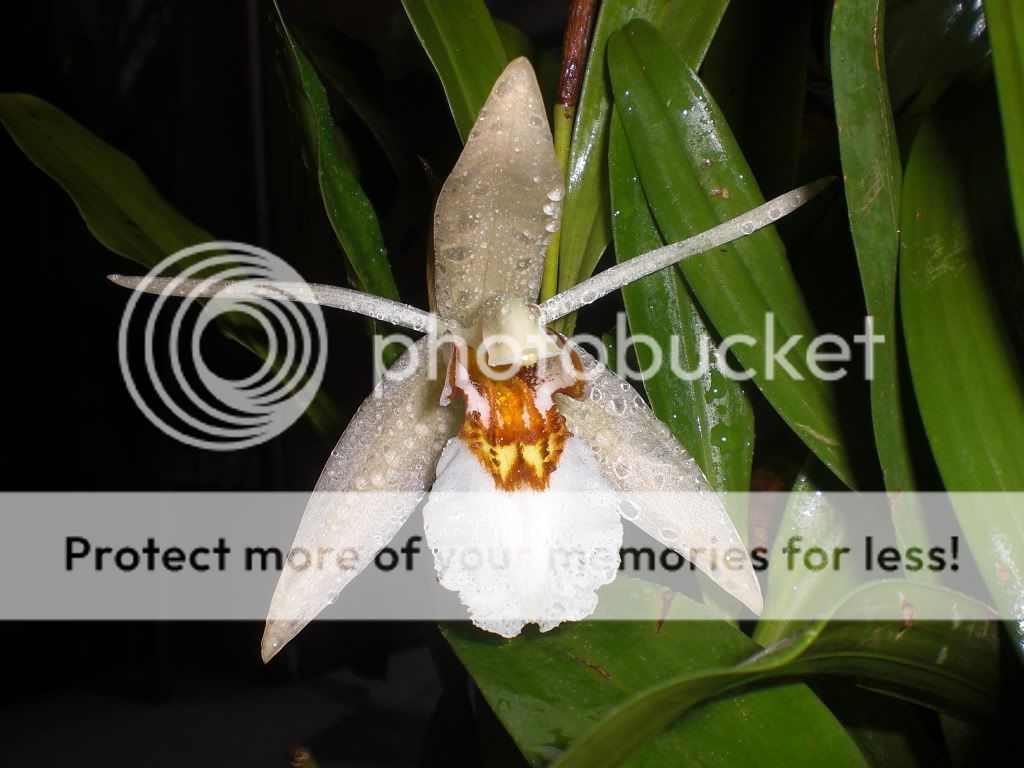 Xin Cho Mình Hỏi đây Là Loại Lan Gì Vậy